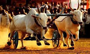 Bullock Cart Race