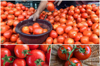 Lack of tomato price